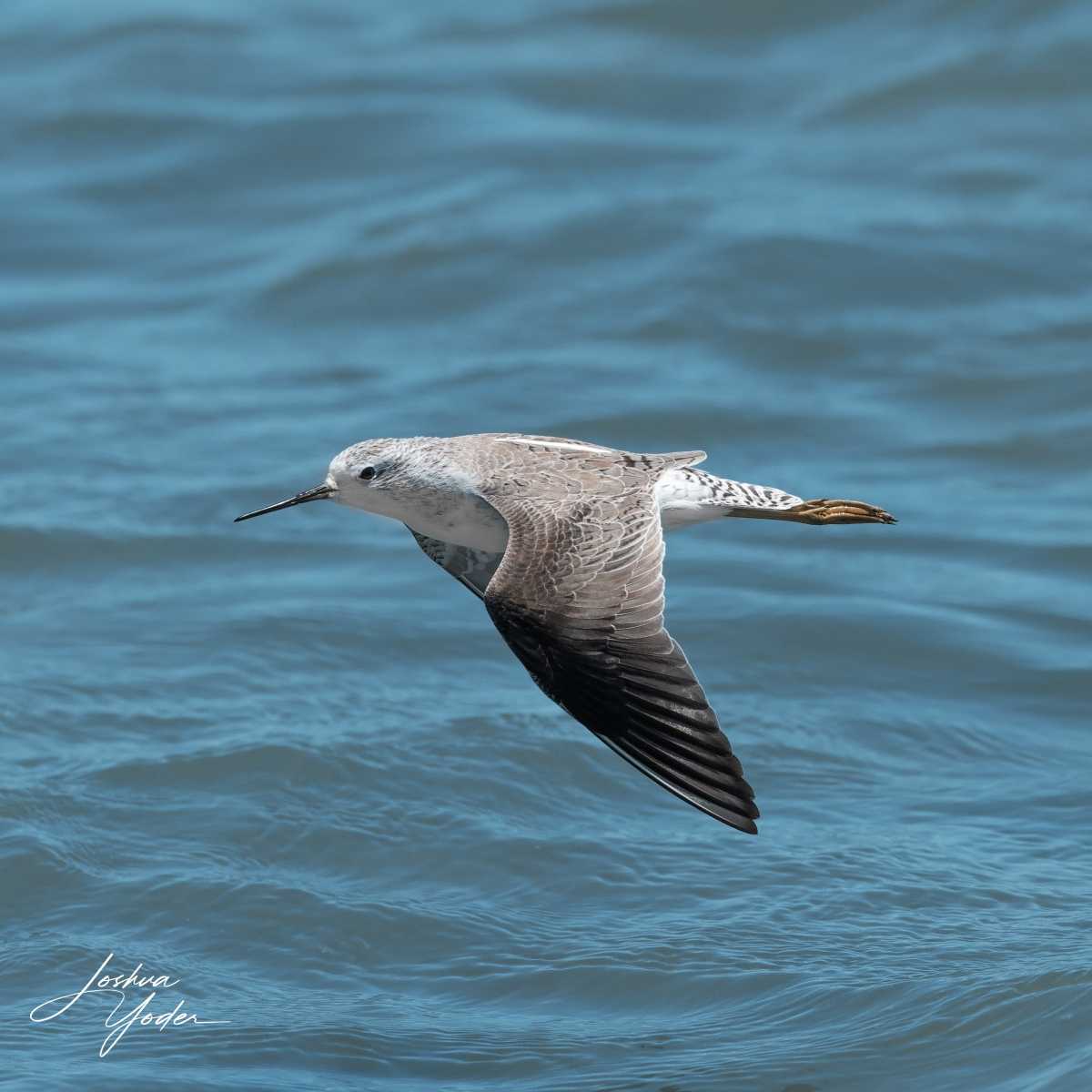 SAF9310Westerncape11th-DxO_DeepPRIME-3social-media