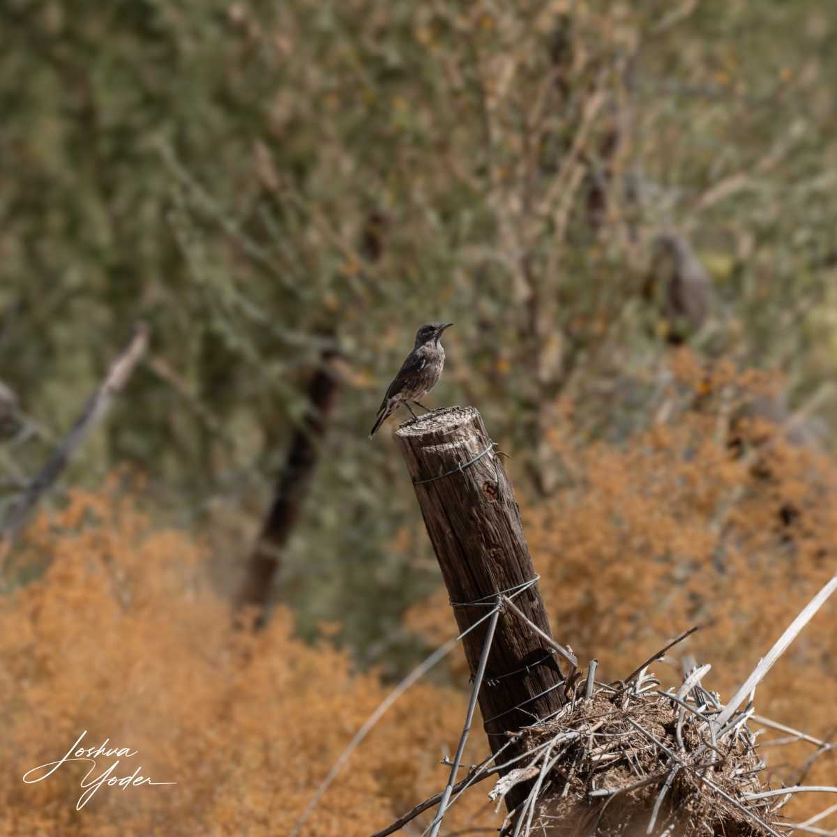 SAF4596Westerncape10th-DxO_DeepPRIME-3social-media