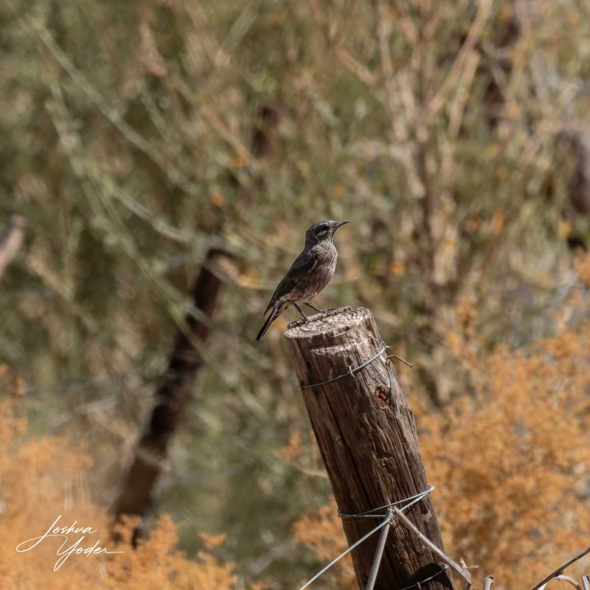 SAF4686Westerncape10th-DxO_DeepPRIME-3social-media