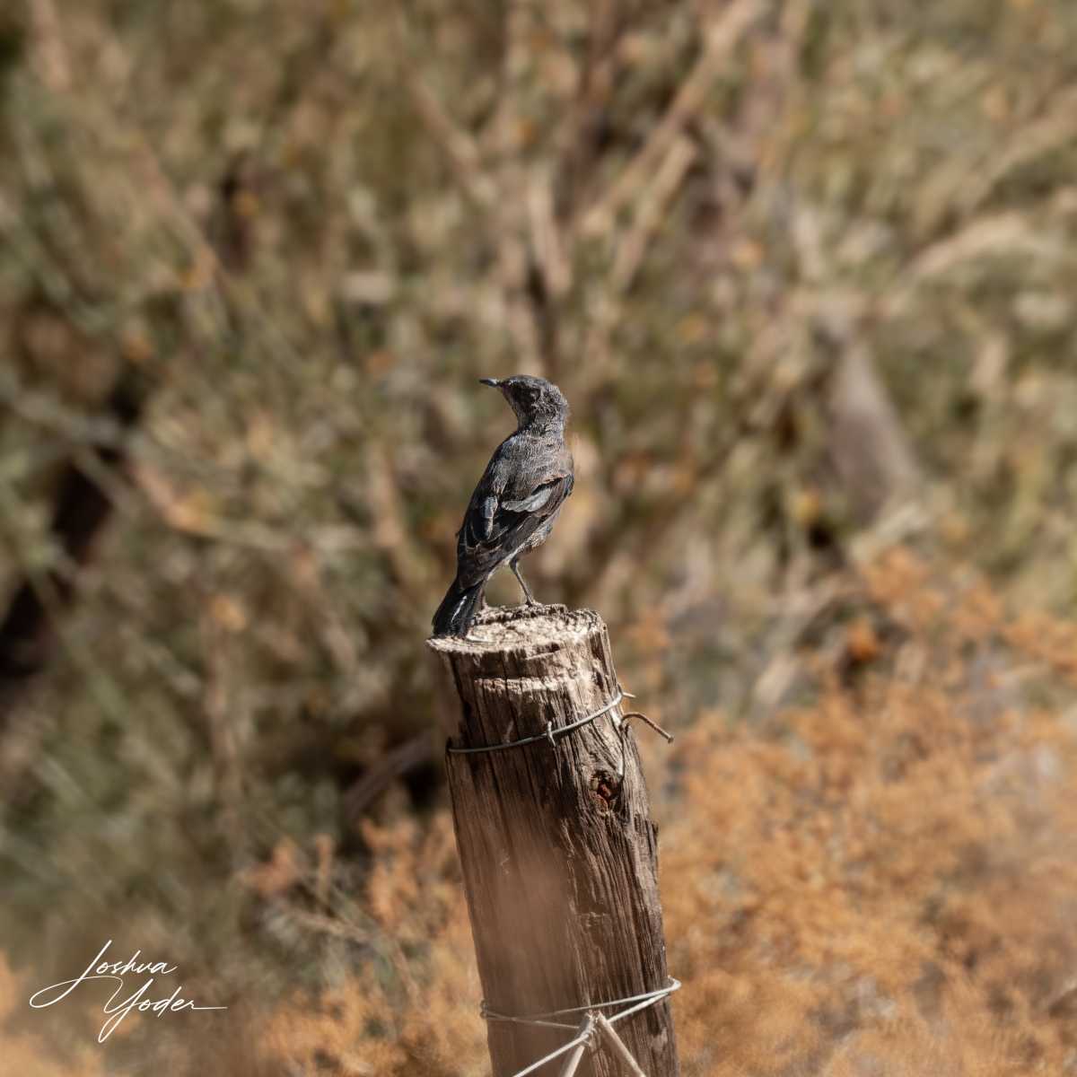 SAF4727Westerncape10th-DxO_DeepPRIME-3social-media