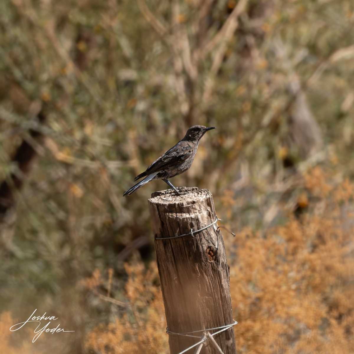 SAF4779Westerncape10th-DxO_DeepPRIME-3social-media