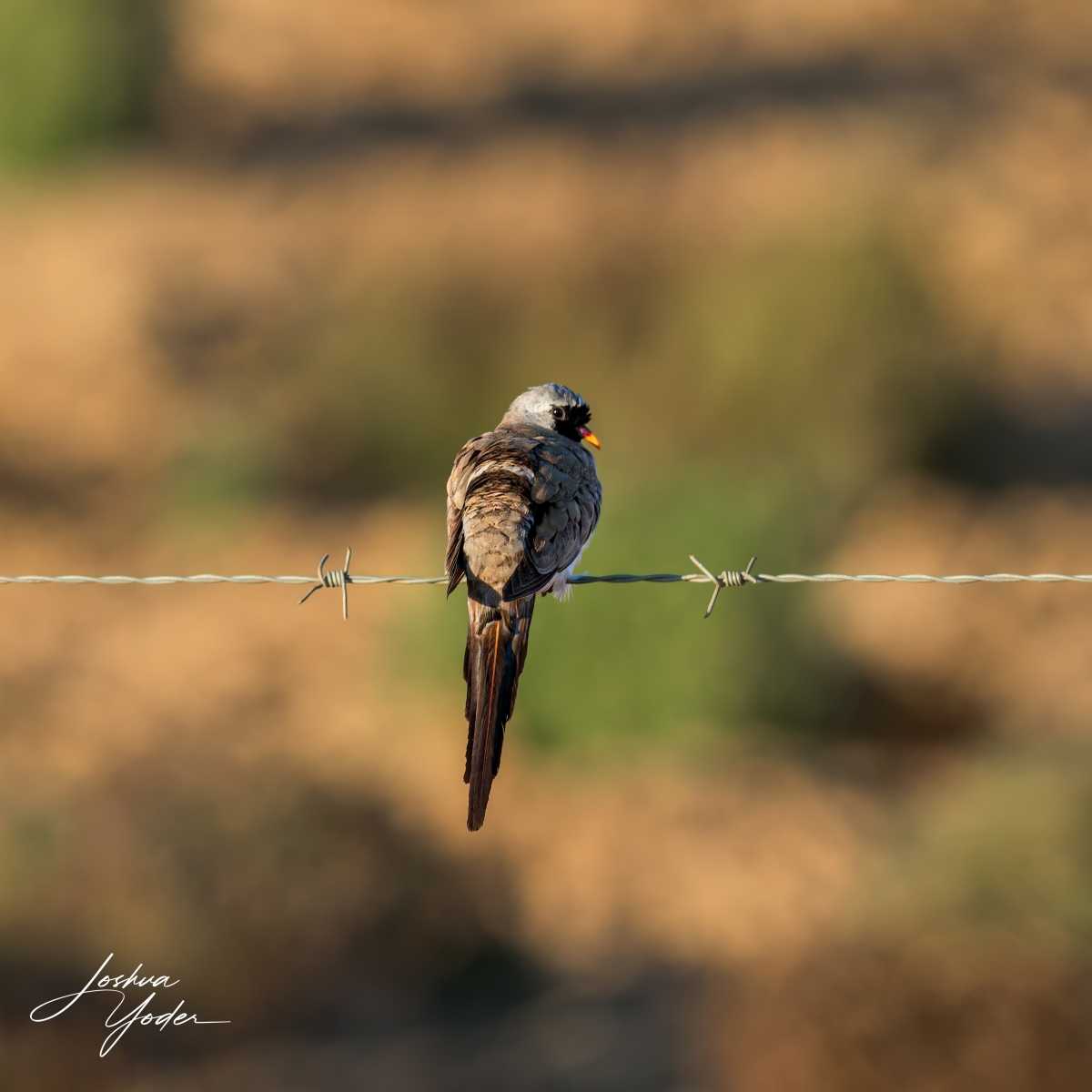 SAF5729Westerncape11th-DxO_DeepPRIME-3-Editsocial-media