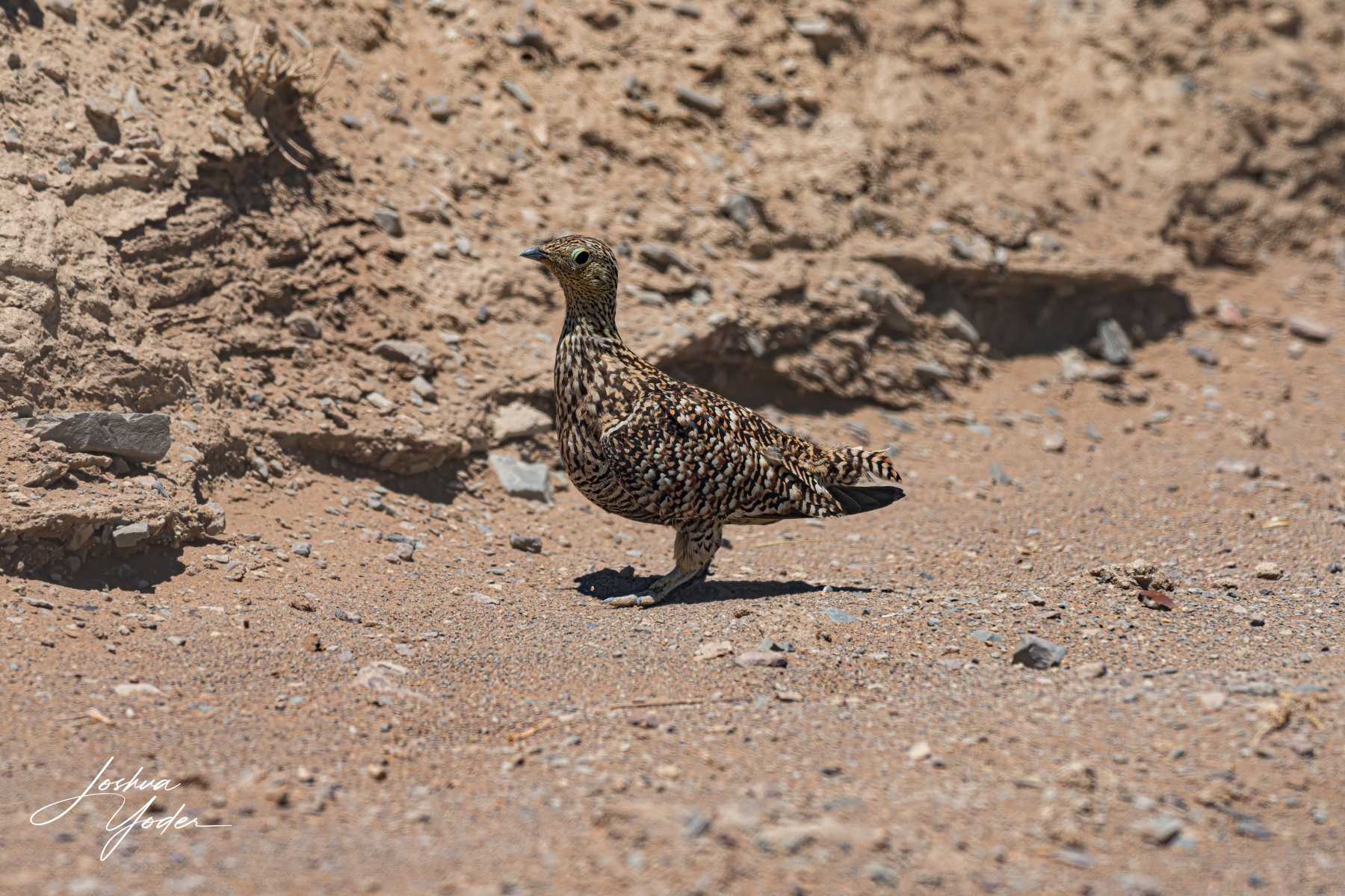 SAF3726Westerncape10th-DxO_DeepPRIME-3-Editsocial-media