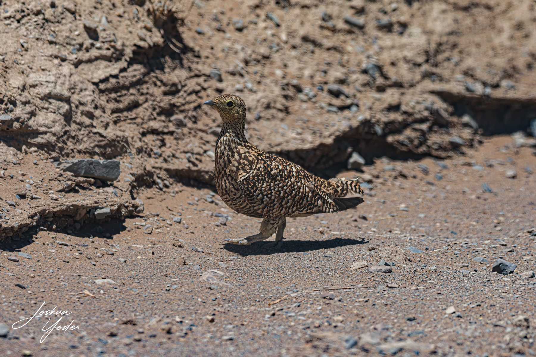 SAF3731Westerncape10th-DxO_DeepPRIME-3-Editsocial-media