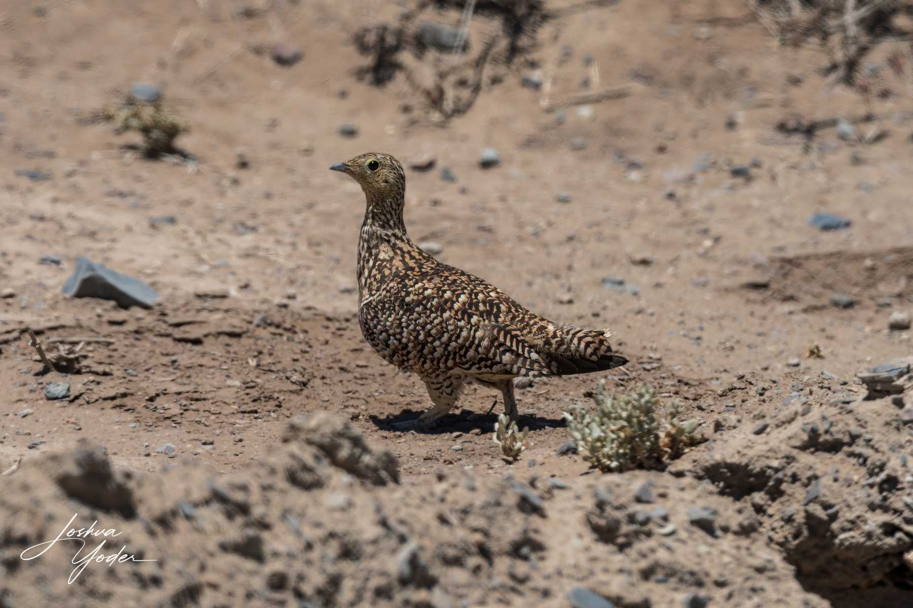 SAF3775Westerncape10th-DxO_DeepPRIME-3-Editsocial-media