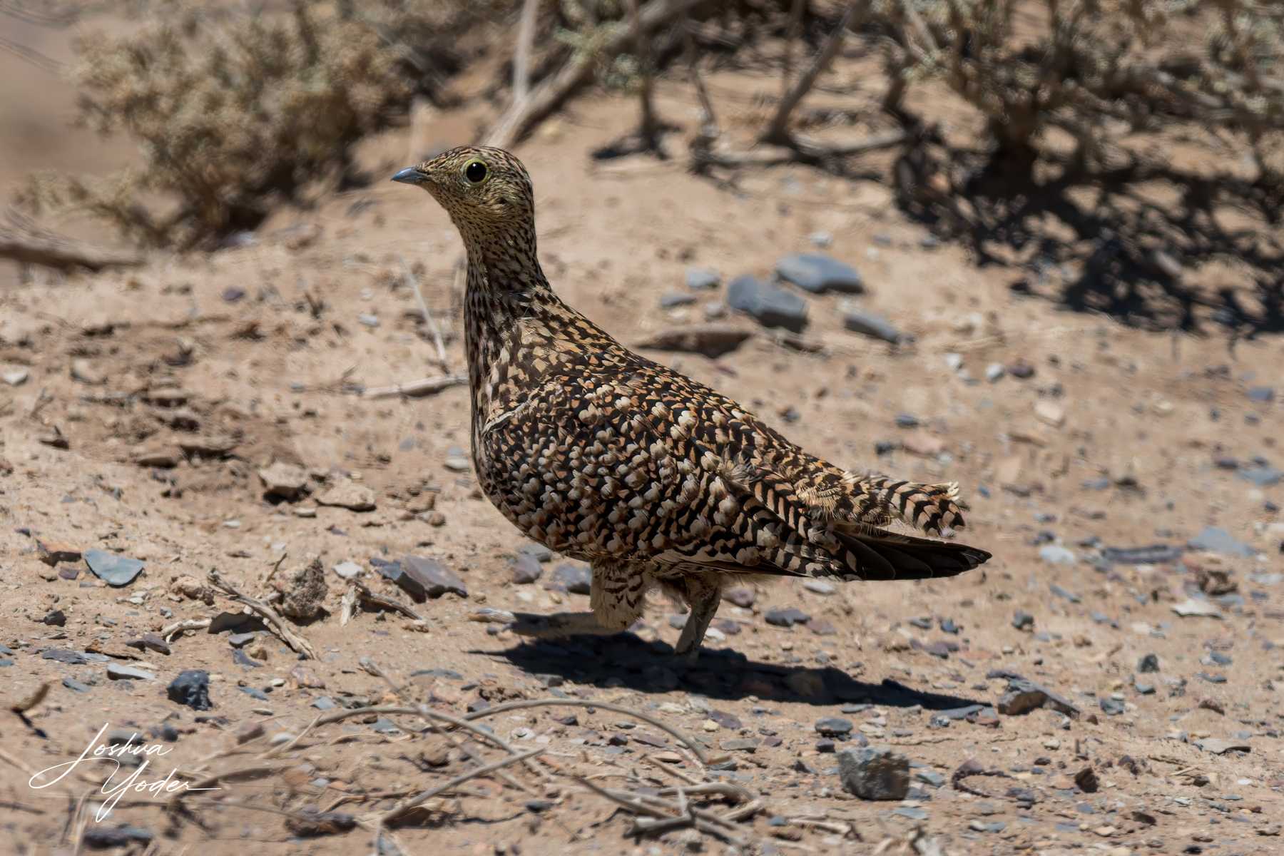 SAF3810Westerncape10th-DxO_DeepPRIME-3-Editsocial-media