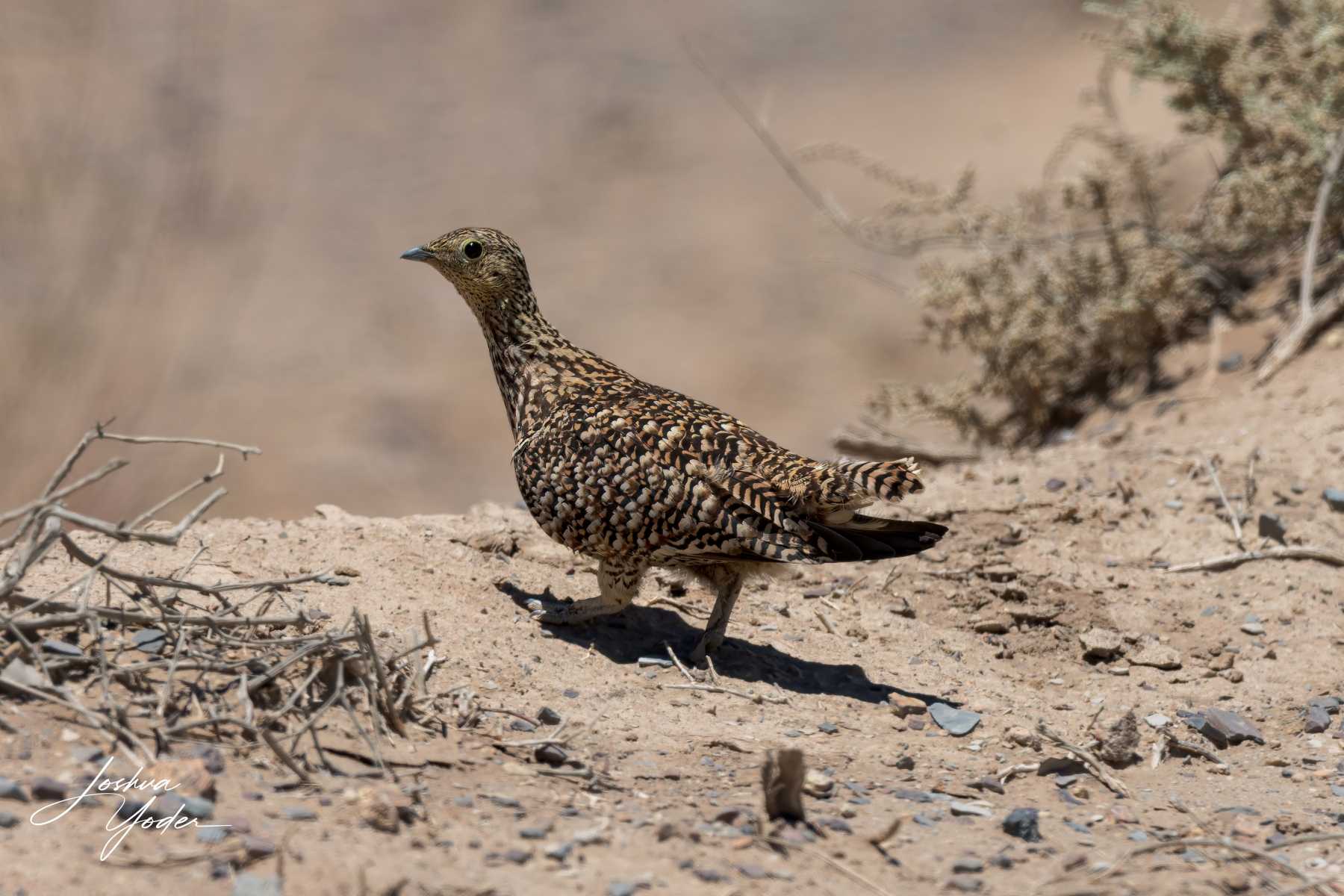SAF3835Westerncape10th-DxO_DeepPRIME-3-Editsocial-media