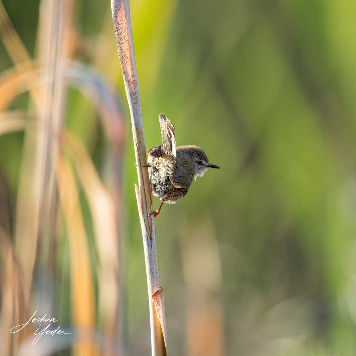 SAF1148Westerncape10th-DxO_DeepPRIME-3-Editsocial-media
