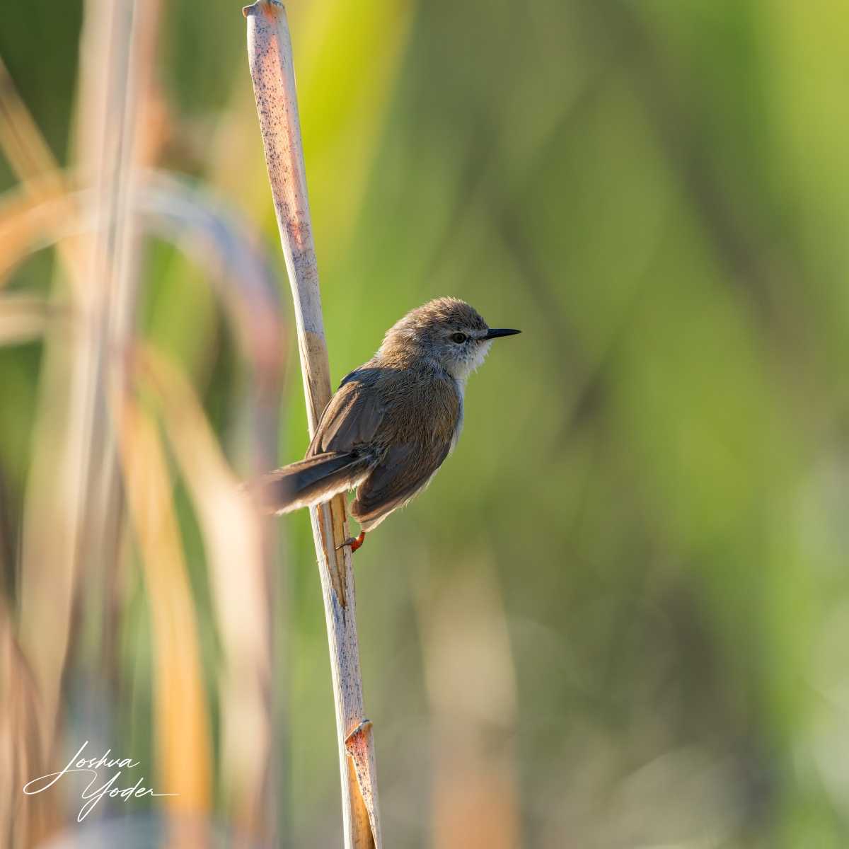 SAF1151Westerncape10th-DxO_DeepPRIME-3social-media