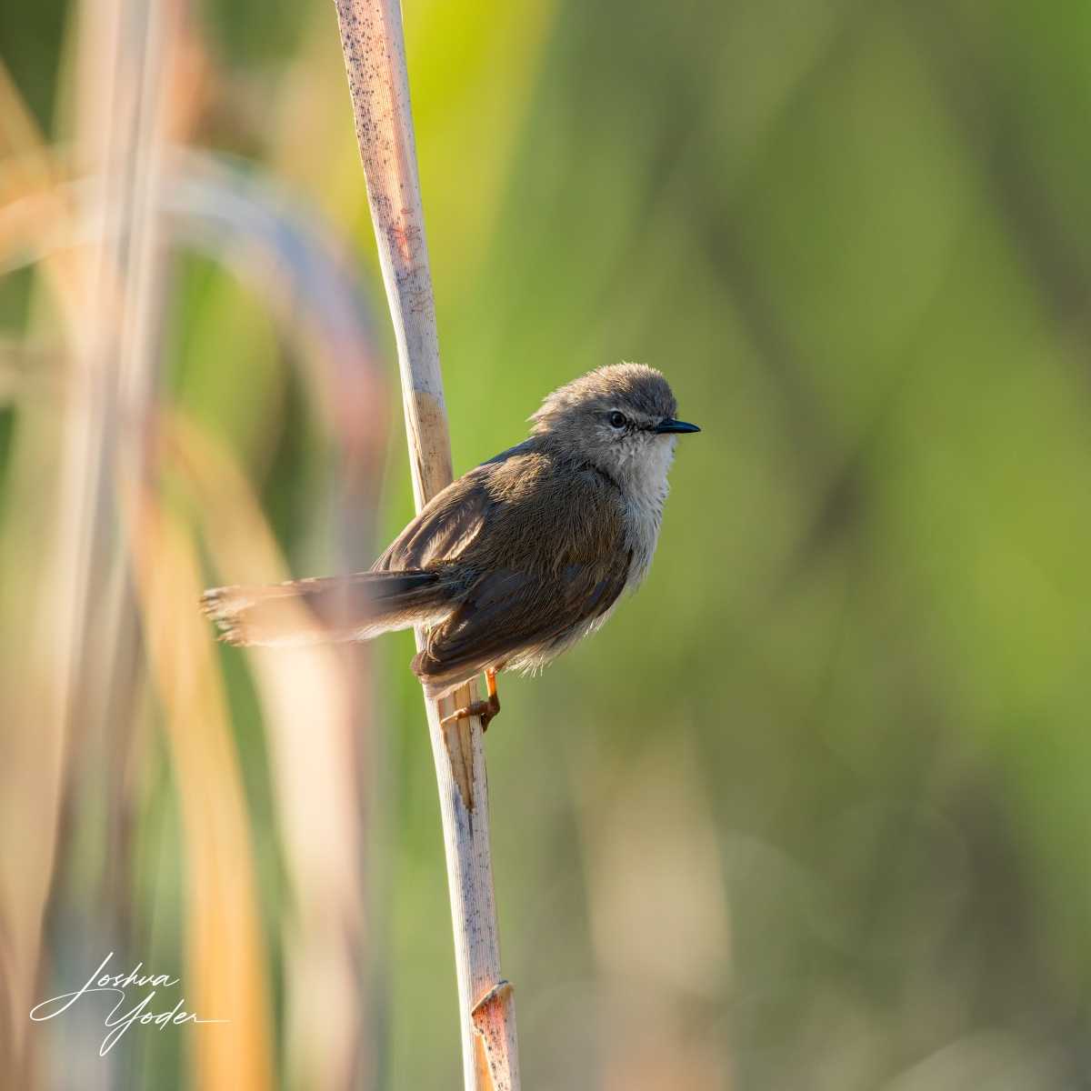 SAF1153Westerncape10th-DxO_DeepPRIME-3social-media