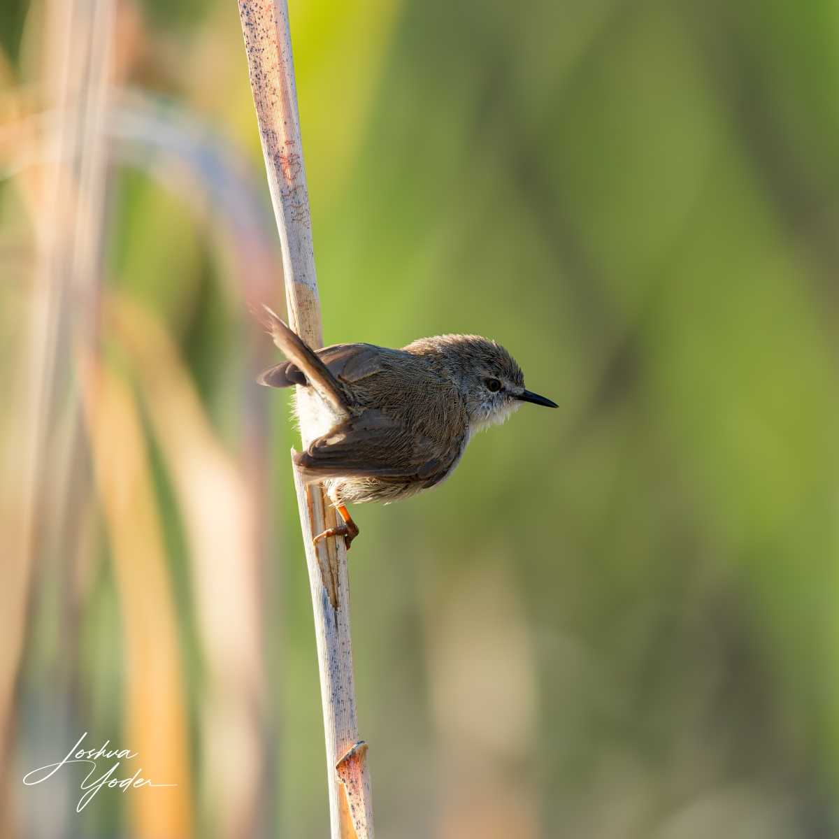SAF1159Westerncape10th-DxO_DeepPRIME-3social-media