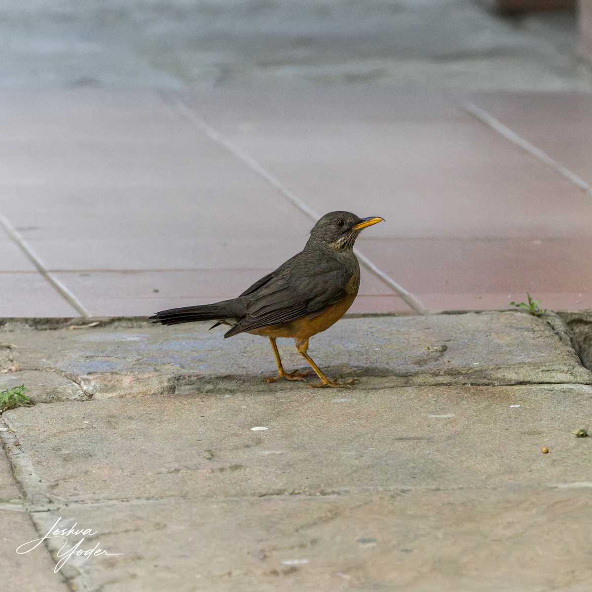 SAF2059Capetown6th-DxO_DeepPRIME-3social-media