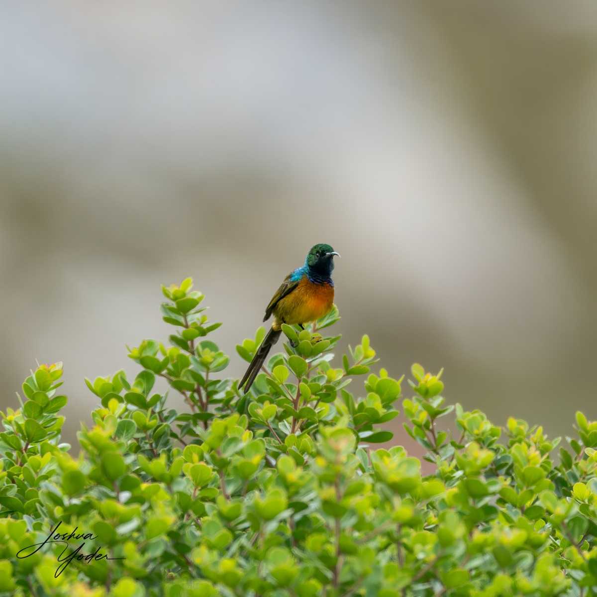 SAF0627Capetown8th-DxO_DeepPRIME-3-Editsocial-media