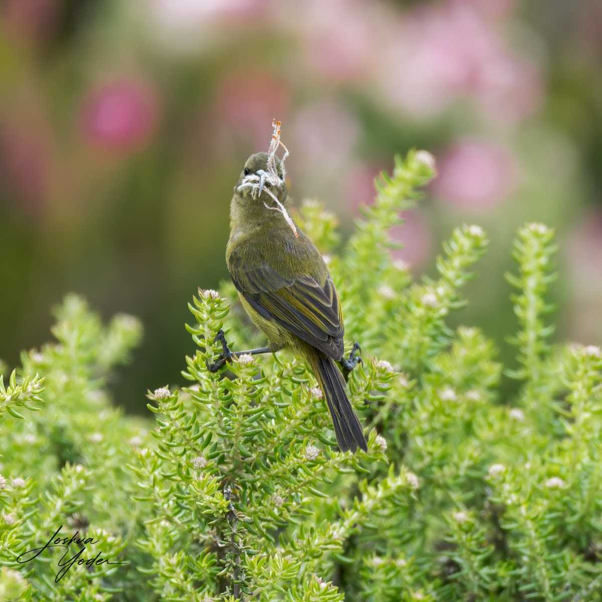 SAF0654Capetown8th-DxO_DeepPRIME-3-Editsocial-media