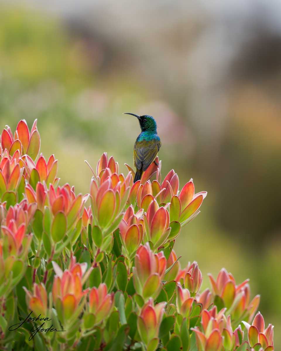 SAF0675Capetown8th-DxO_DeepPRIME-3social-media