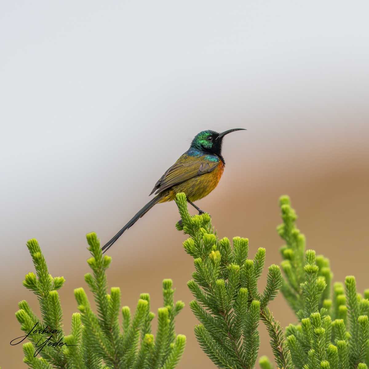 SAF0922Capetown8th-DxO_DeepPRIME-3-Editsocial-media