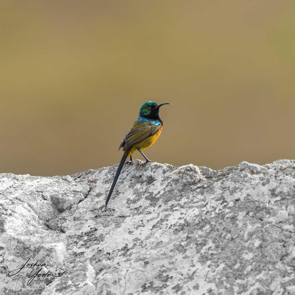 SAF0962Capetown8th-DxO_DeepPRIME-3-Editsocial-media