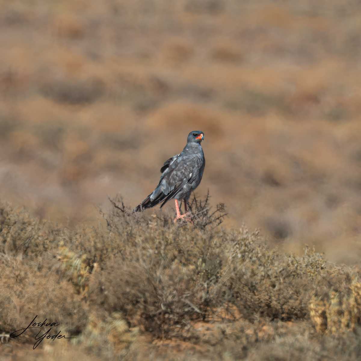 SAF2718Westerncape10th-DxO_DeepPRIME-3-Editsocial-media