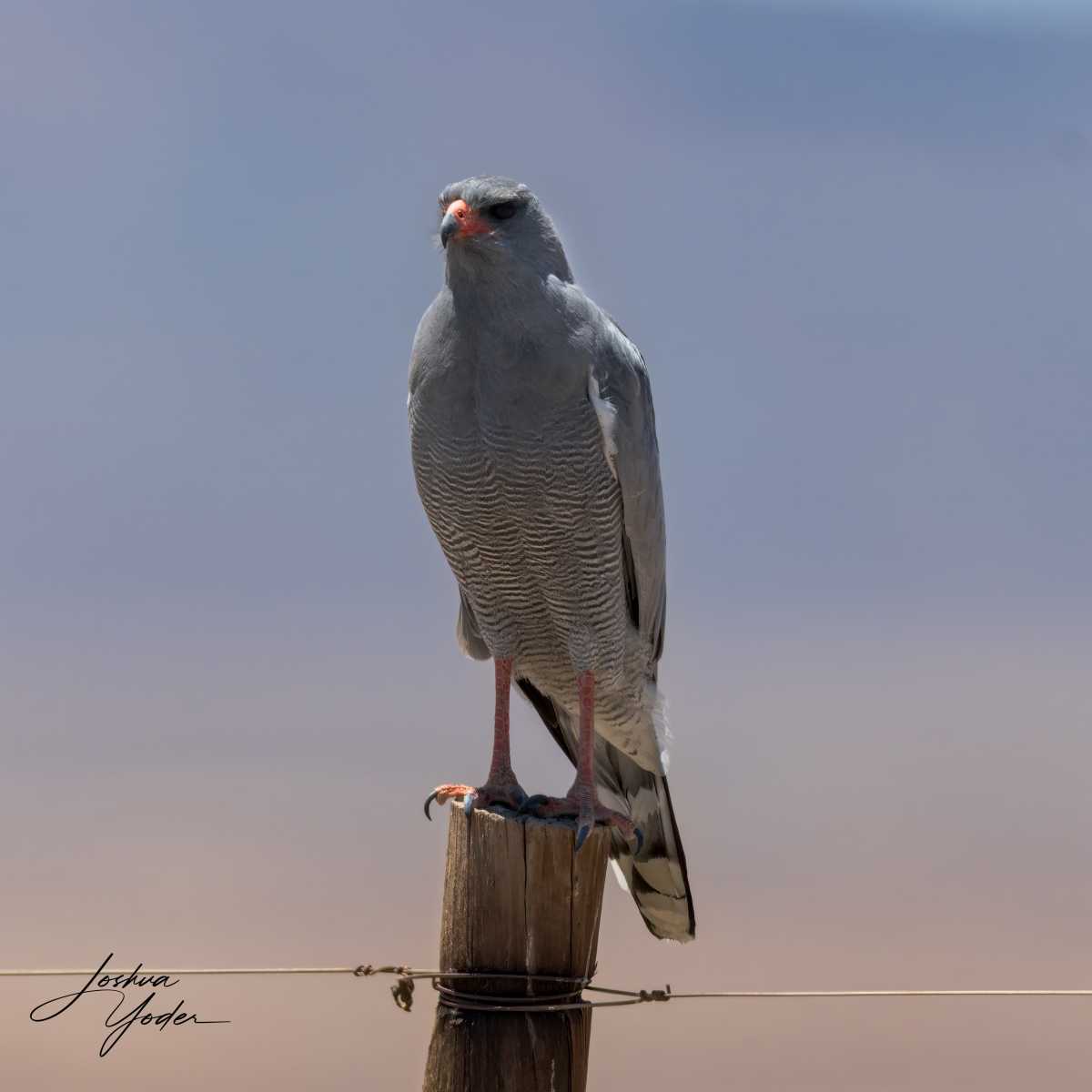 SAF3330Westerncape10th-DxO_DeepPRIME-3-Editsocial-media