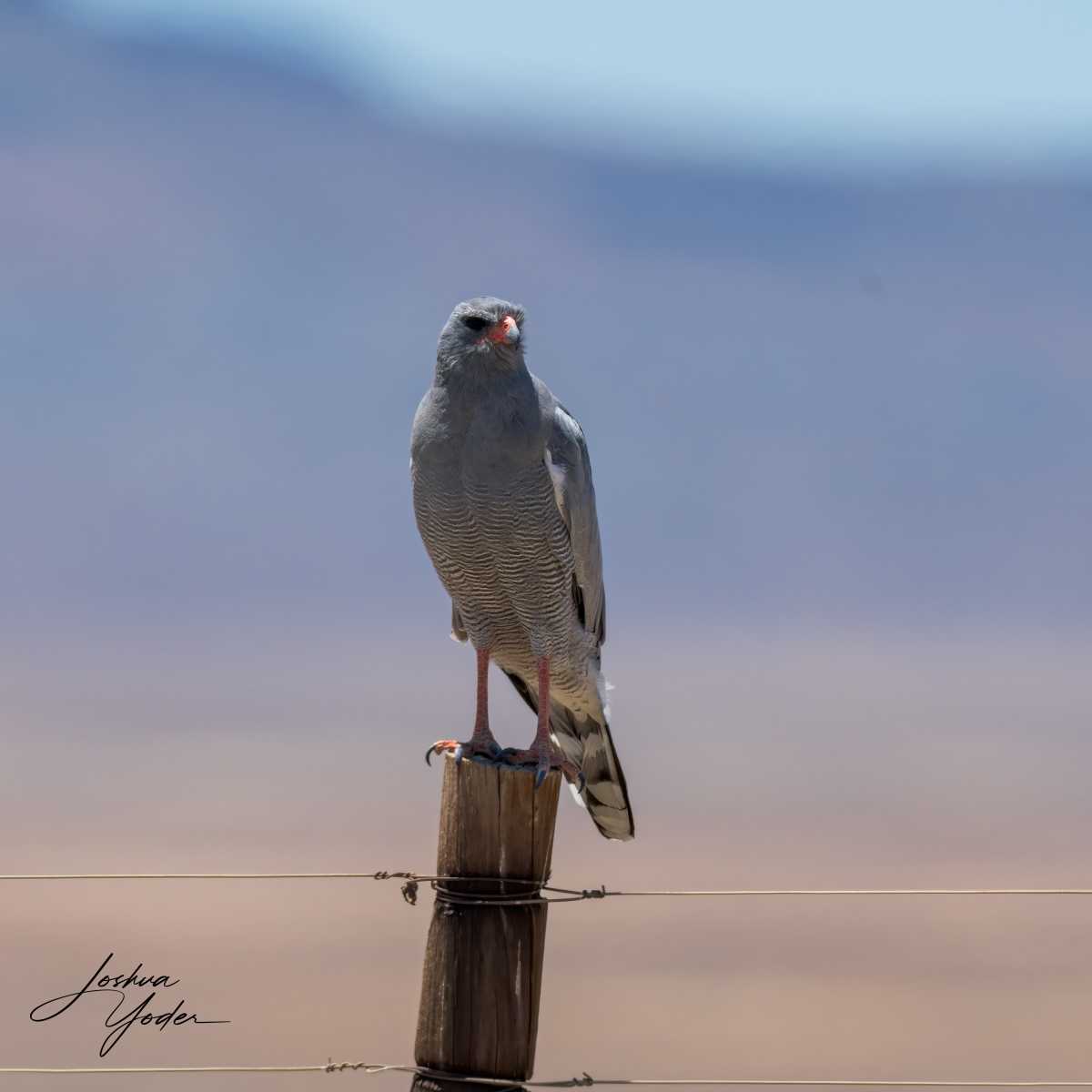 SAF3415Westerncape10th-DxO_DeepPRIME-3-Editsocial-media