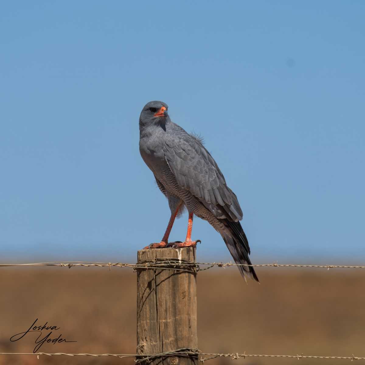 SAF4190Westerncape10th-DxO_DeepPRIME-3-Editsocial-media