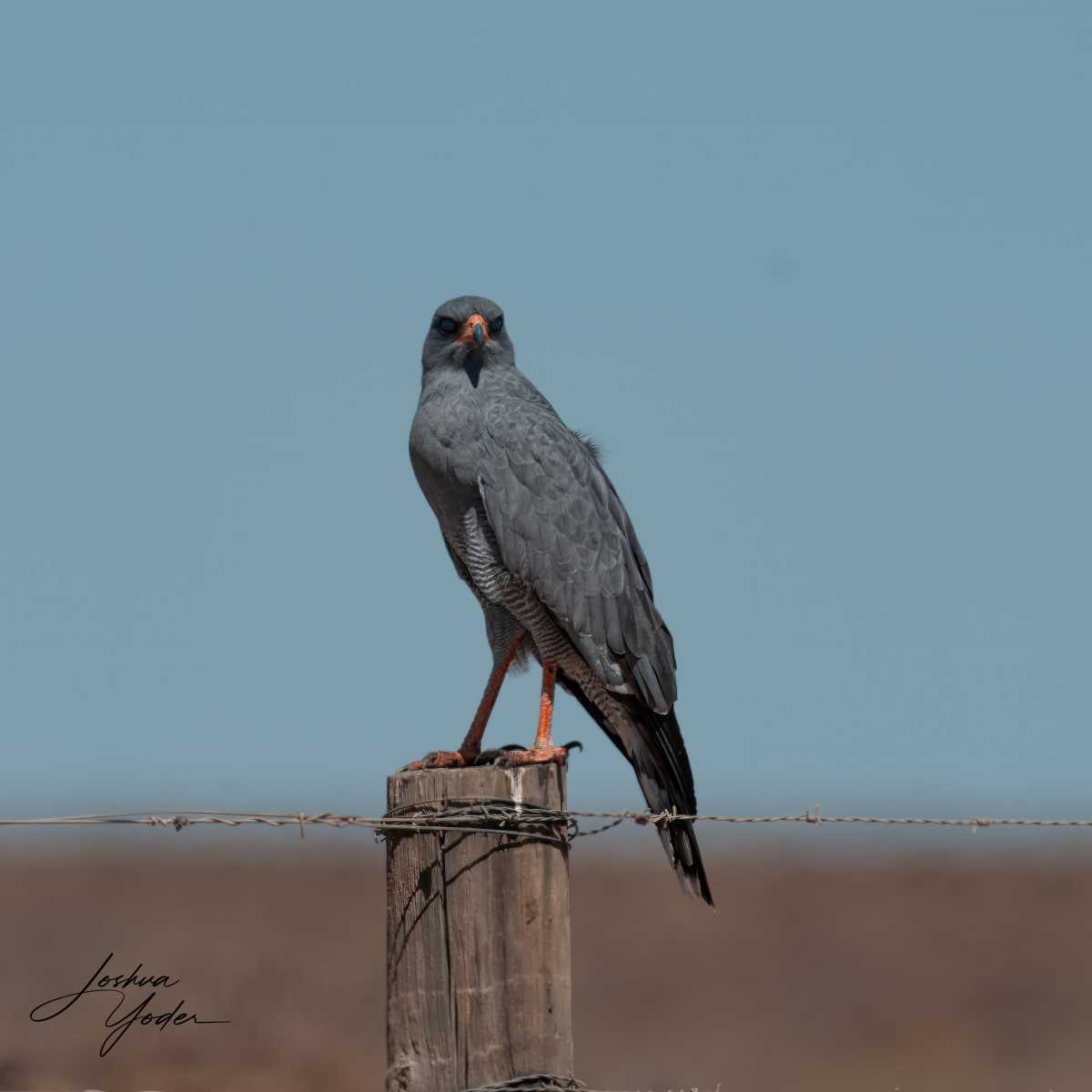 SAF4260Westerncape10th-DxO_DeepPRIME-3-Editsocial-media