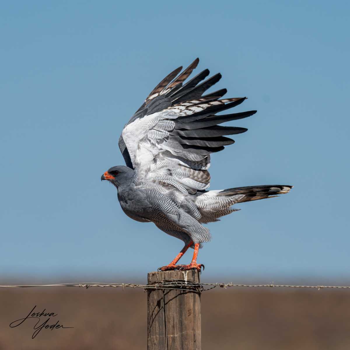 SAF4282Westerncape10th-DxO_DeepPRIME-3-Editsocial-media