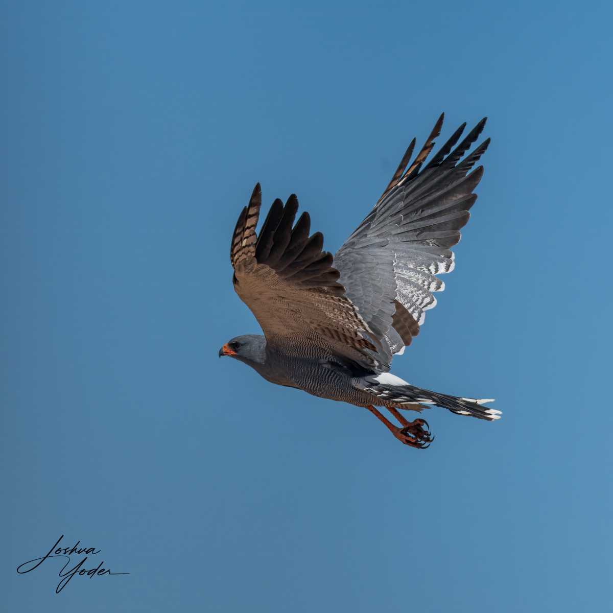 SAF4302Westerncape10th-DxO_DeepPRIME-3-Editsocial-media