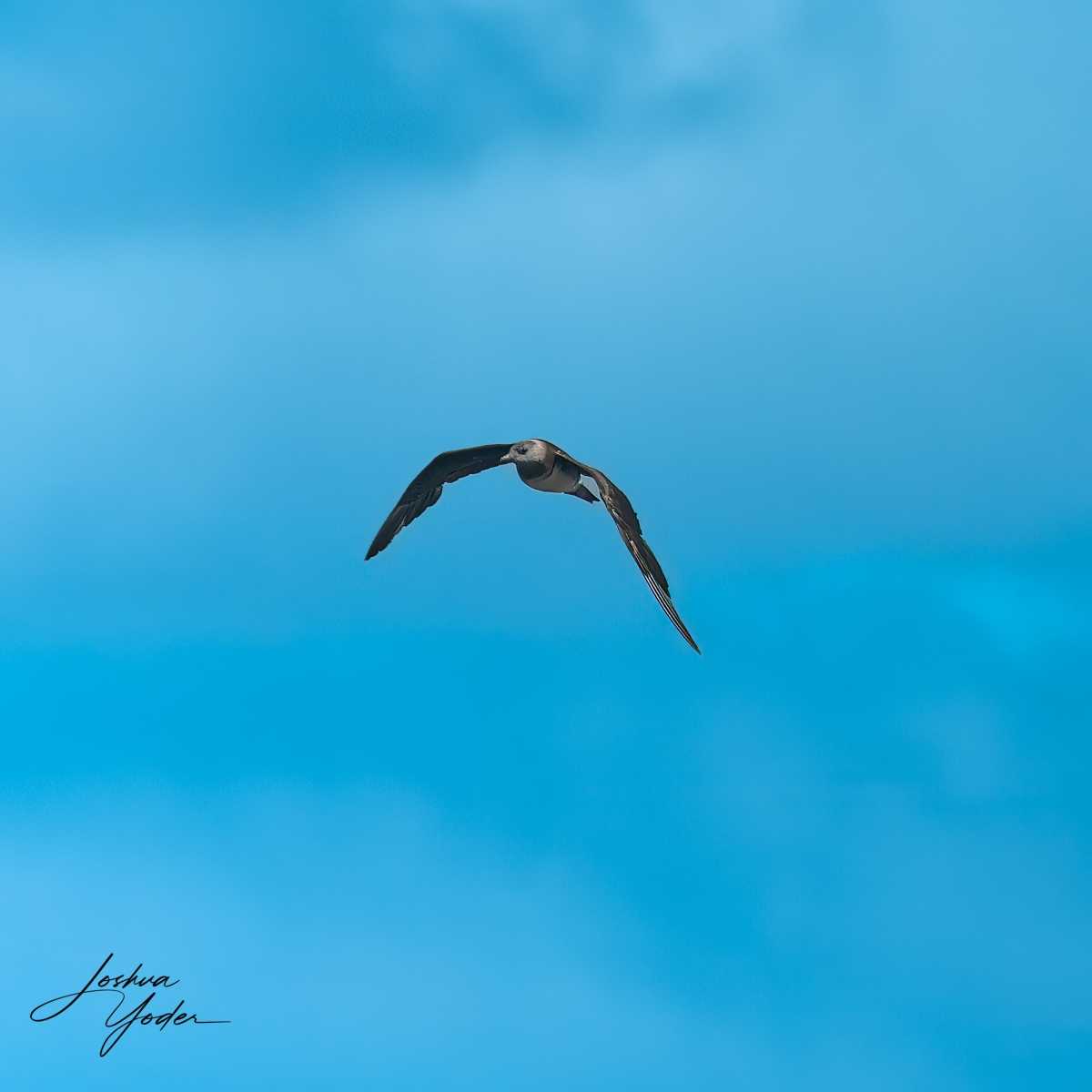 SAF2996-ARW_DxO_DeepPRIME-Editsocial-media