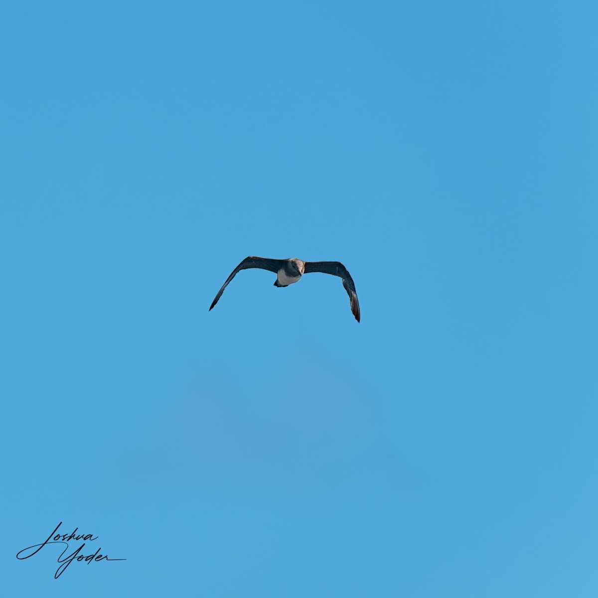 SAF3003-ARW_DxO_DeepPRIMEsocial-media