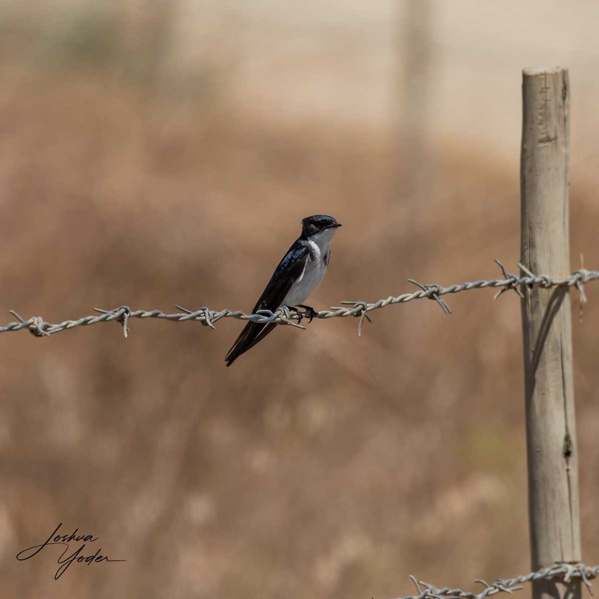 SAF9835Westerncape9th-DxO_DeepPRIME-3social-media