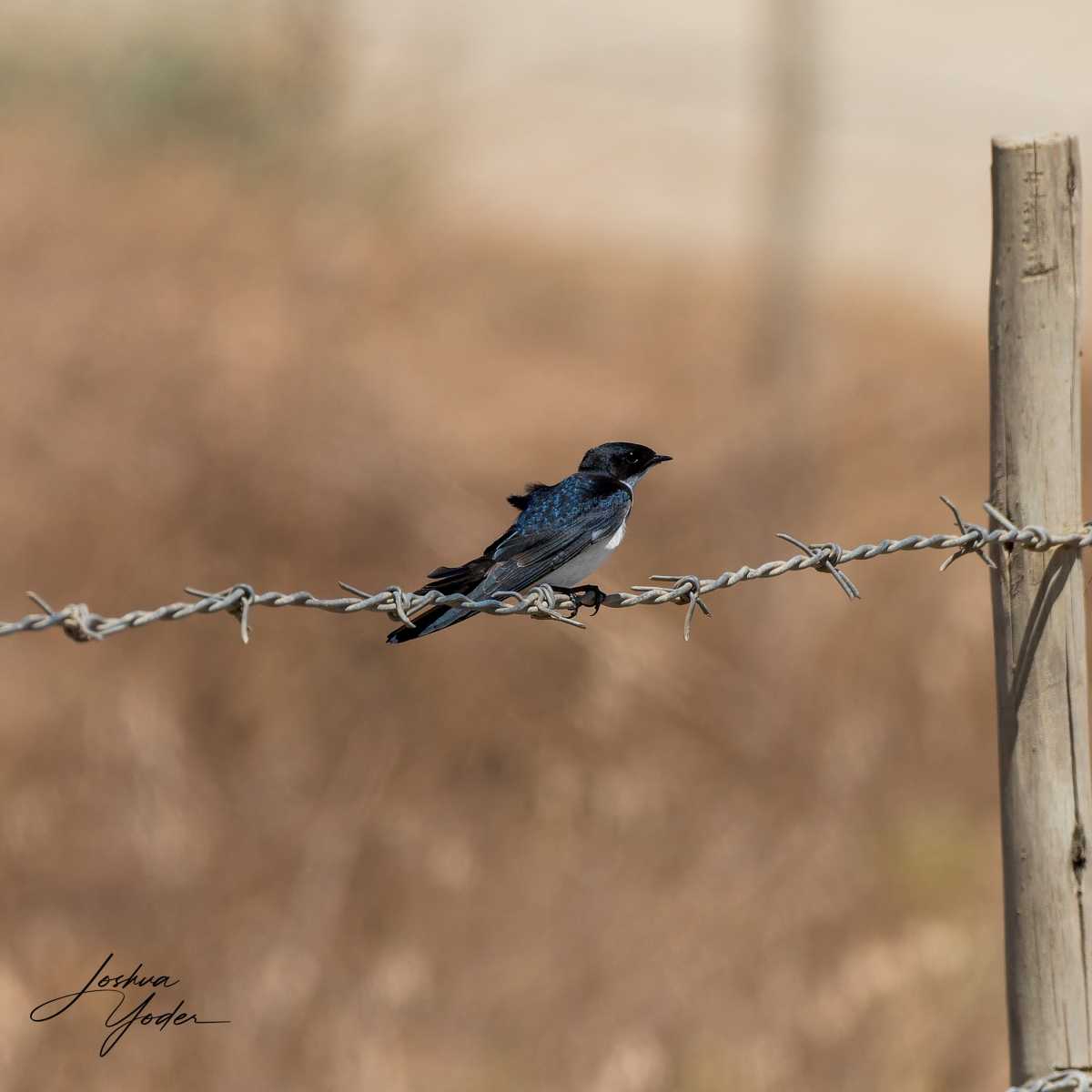 SAF9865Westerncape9th-DxO_DeepPRIME-3social-media