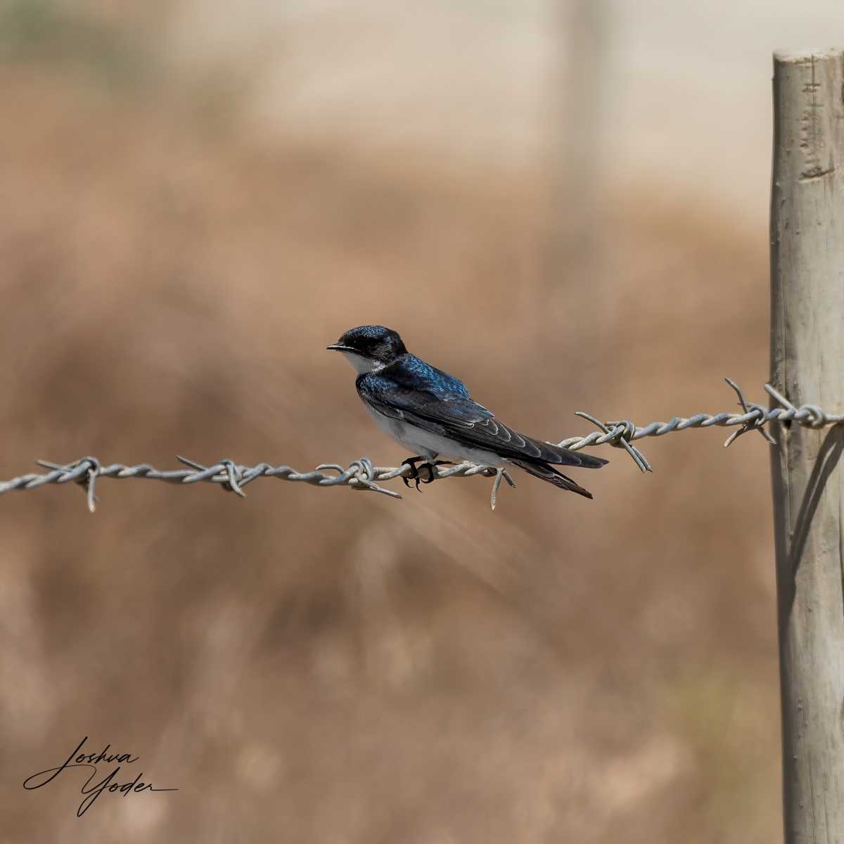 SAF9894Westerncape9th-DxO_DeepPRIME-3-Editsocial-media