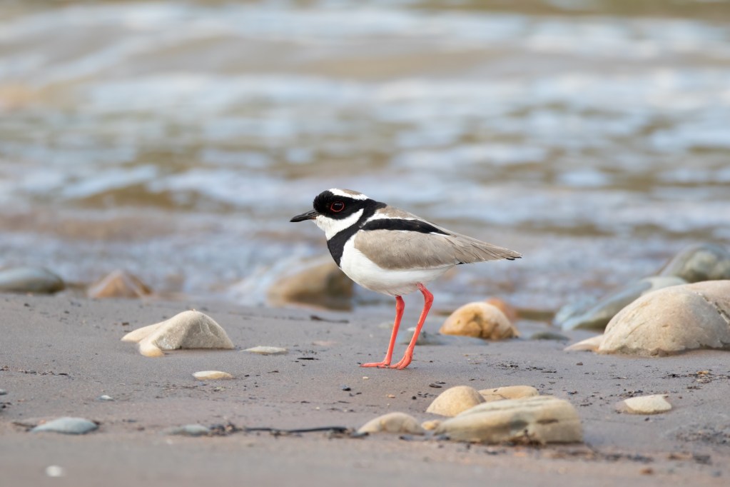 Matodi Birds Birds Of The World – Josh Yoder Photos